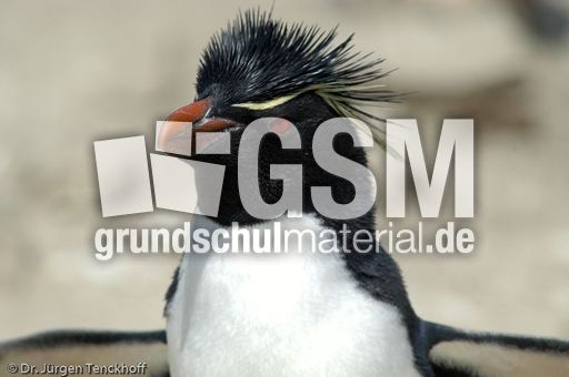 Felsenpinguine (32 von 40).jpg